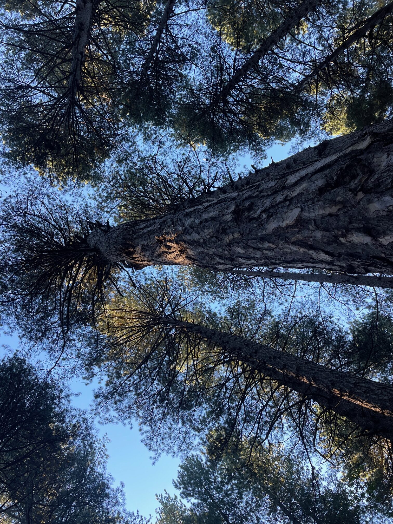 Le Giornate Forestali...