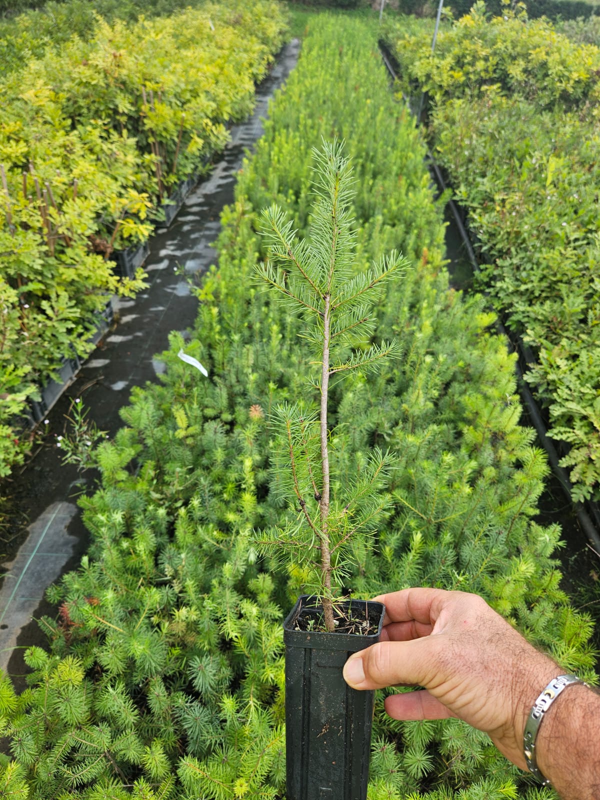 Soci Vivaisti Forestali...